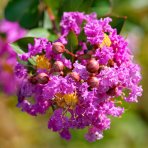 Myrta krepová (Lagerstroemia indica) ‘PETITE ORCHIDEE’ - výška 30-50 cm, kont. C2L